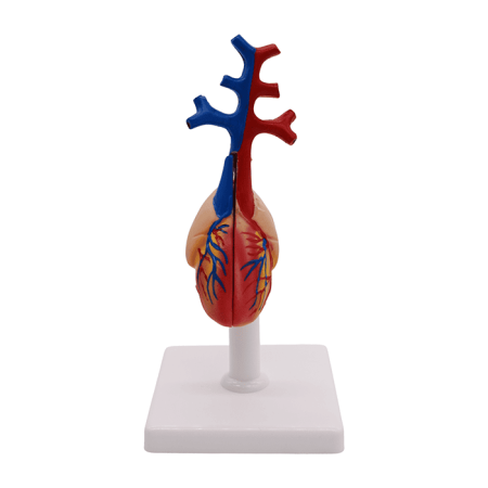 Набор моделей «Сердце позвоночных» (7 моделей)